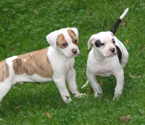 Darkenwald american bulldog pup